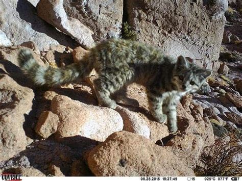 Andean Cats, mother and kitten, photographed in Chile