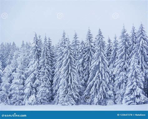 112,014 Snow Covered Trees Background Photos - Free & Royalty-Free Stock Photos from Dreamstime