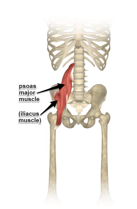 Iliopsoas Muscle