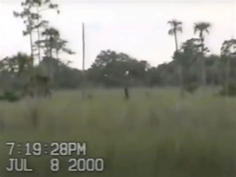 Inside hunt for 'Florida's Big Foot' the Skunk Ape with 'sightings' including 'enormous ...