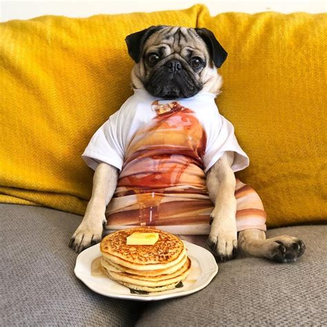 Doug The Pug on Instagram: ““‪Pugcakes > Pancakes” -Doug” | Doug the pug, Pugs, Cute animals