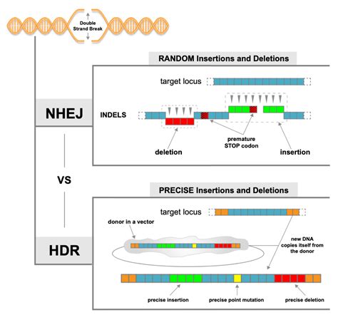 Crispr Cas9 Injection