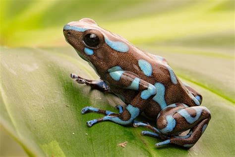 8 Poison Dart Frog Species That You Can Keep at Home - Reptile Advisor