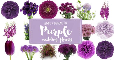 Complete Guide to Purple Wedding Flowers, Purple Flower Names + Pics