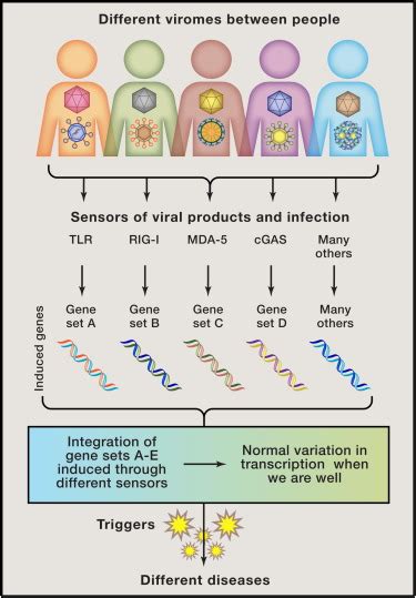 The Virome in Mammalian Physiology and Disease: Cell