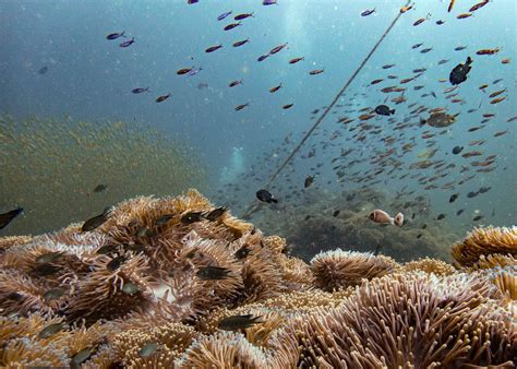 A Guide to Koh Tao Scuba Diving. | The Very Hungry Mermaid