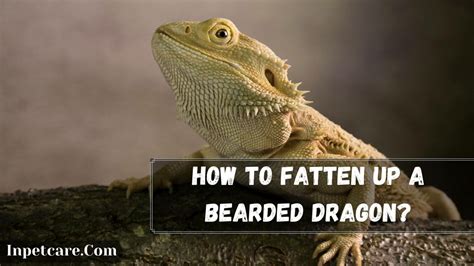 7 Tips To Fatten Up A Bearded Dragon