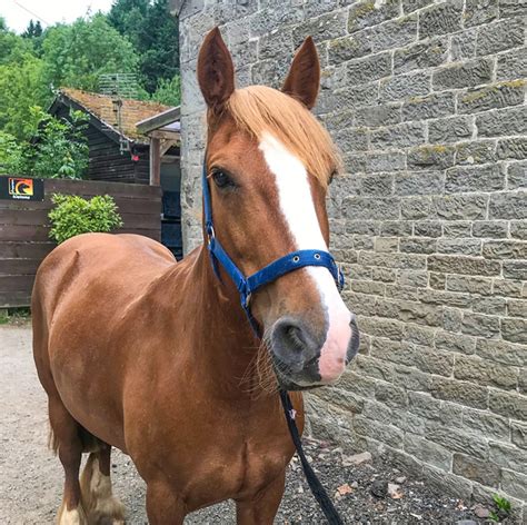 Whiskey - Freerein Riding Holidays