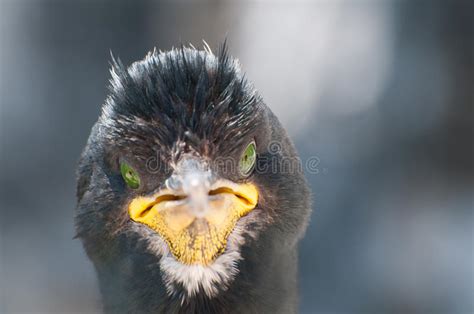 Shag Bird Close Up stock photo. Image of black, northumberland - 38165320