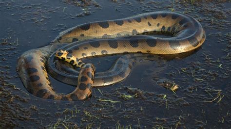 Anaconda: Queen Of The Serpents - National Geographic Channel - Middle East - English