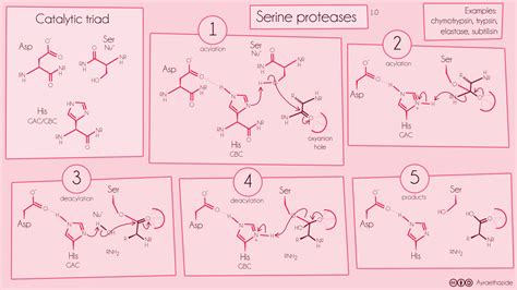 Ayraethazide — Mechanism of serine protease catalysis. The three...