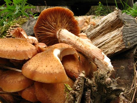 Armillaria ostoyae | Armillaria ostoyae | natureluvr01 | Flickr