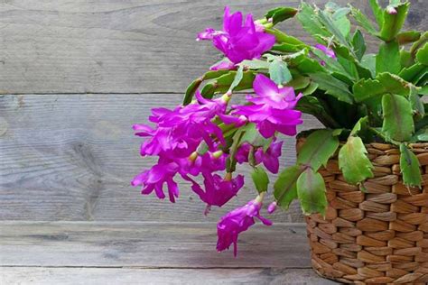 Why Is My Christmas Cactus Turning Purple? | Gardener’s Path