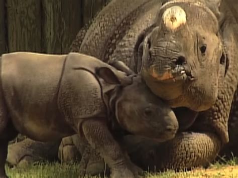 Baby rhino born in Alabama zoo makes history - CBS News