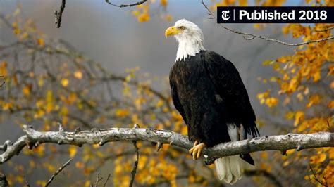 Law That Saved the Bald Eagle Could Be Vastly Reworked - The New York Times