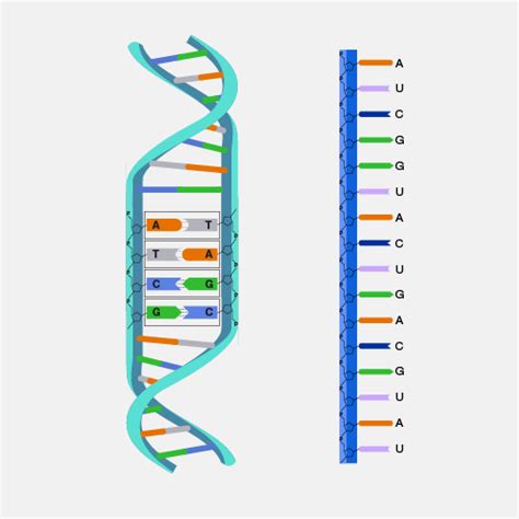 Nucleic Acids