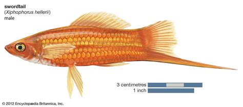 Swordtail | Livebearer, Freshwater & Aquarium | Britannica