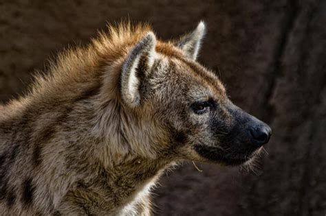 hyena27 by redbeard31 on DeviantArt | Animals wild, Pretty animals, Hyena