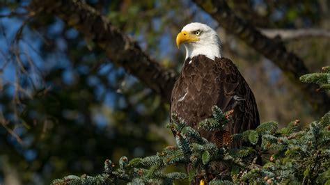 Bald Eagle 4K 5K HD Animals Wallpapers | HD Wallpapers | ID #33961