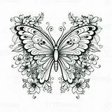 Adult Butterfly Coloring Pages 26664217 Stock Photo At Vecteezy sketch template