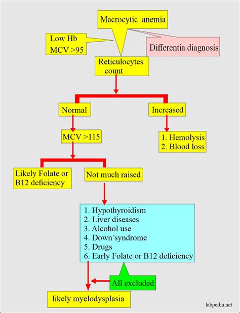 Anemia Symptoms Causes Types Diagnoses And More Lab Tests Guide