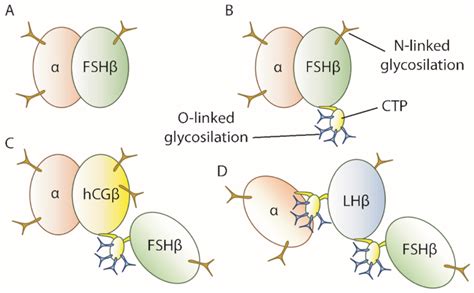 IJMS | Free Full-Text | FSH for the Treatment of Male Infertility