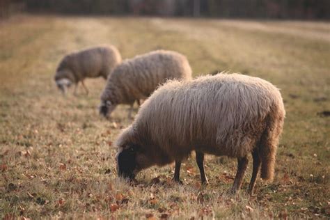 What is Overgrazing and How Does It Affect Us and How To Prevent It?