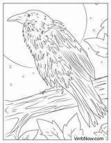 Raven Coloring Page sketch template