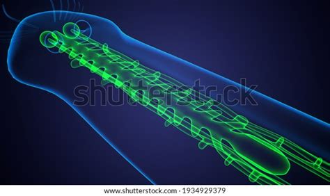 Planaria Flatworm Under Microscope 3d Illustration Stock Illustration 1934929379 | Shutterstock