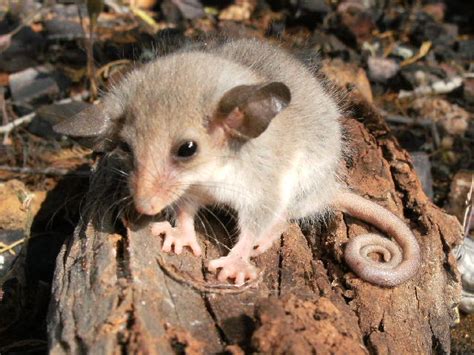 Western Pygmy Possum • ReWild Perth