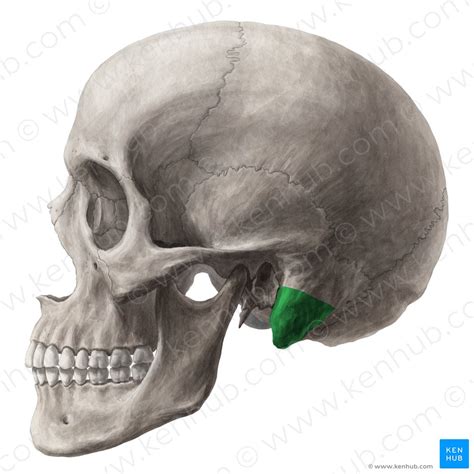 Ear Anatomy Mastoid