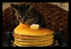 Hungry GIF - Hungry Hunger Kitten - Discover & Share GIFs