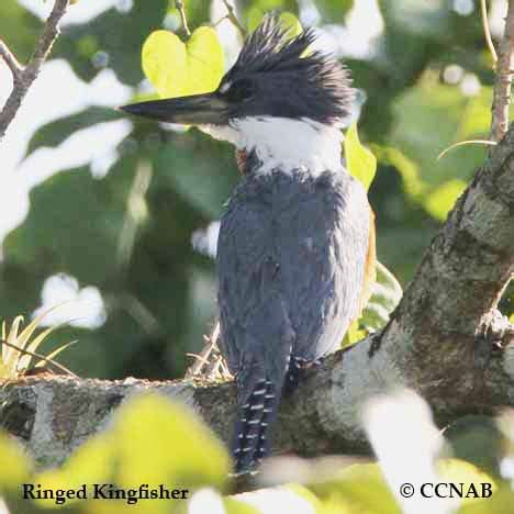 Ringed Kingfisher (Megaceryle torquata)