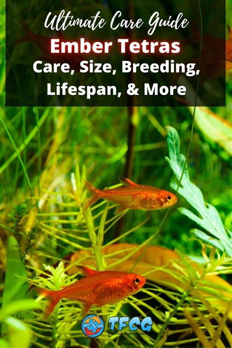 ‌Ember Tetra - Care, Size, Breeding, Lifespan, & More | TFCG