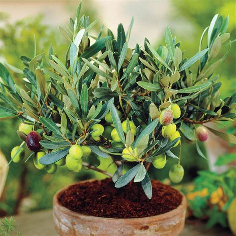 Mediterranean Olive Tree | Ornamental Trees - Gardens Alive