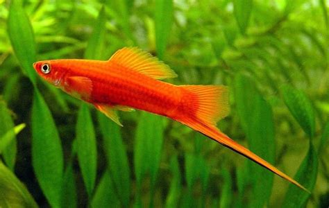 Dwarf Gourami Tank Mates - Top 20 Companion Lists