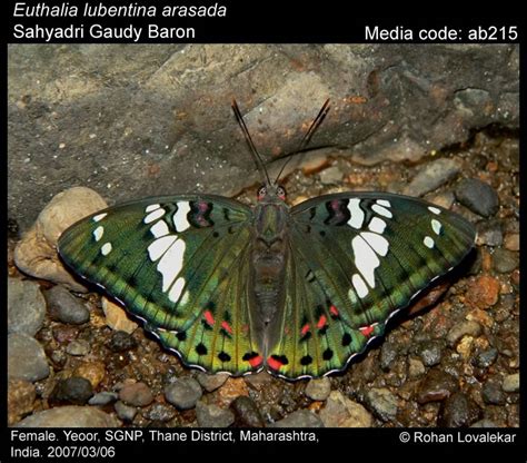 Euthalia lubentina (Cramer, [1777]) - Gaudy Baron | Butterfly