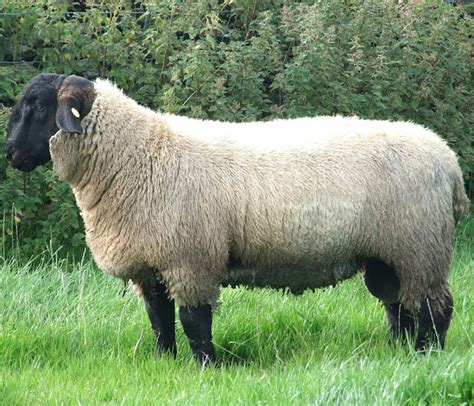 Suffolk Sheep Characteristics & Breed Information | Modern Farming Methods