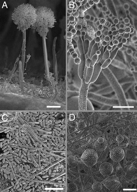 Formation of conidia by V . fungicola (Vf), F . oxysporum (Fo), P .... | Download Scientific Diagram