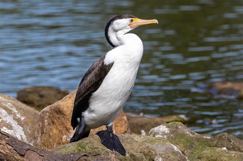 Australian Water Birds - Australia's Wonderful Birds