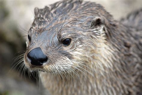 Lawmakers narrowly OK extension to otter trapping season - VTDigger