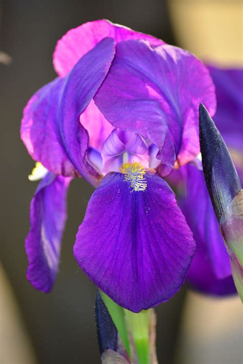 Purple Iris Free Stock Photo - Public Domain Pictures