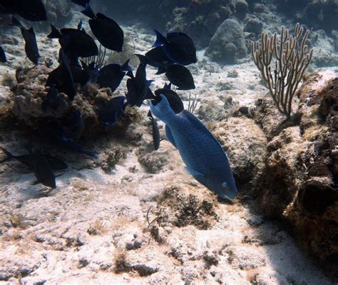 Fakta Ikan Kakatua Biru, Warnanya Menyegarkan Mata