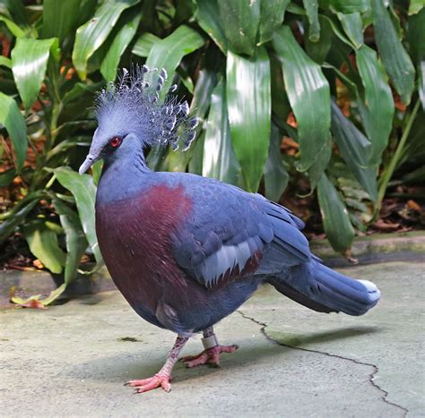 Can Victoria Crowned Pigeons Fly? - Birds Of The Wild