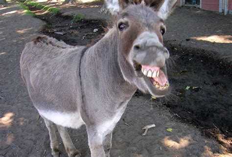 classic! : r/Donkeys