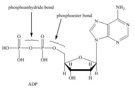 Phosphodiester Bond Atp