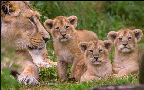 You Need To See These Lion Cub Triplets Adorably Bugging Their Mom