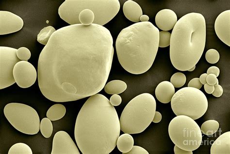 Potato Starch Granules Photograph by Scimat - Fine Art America