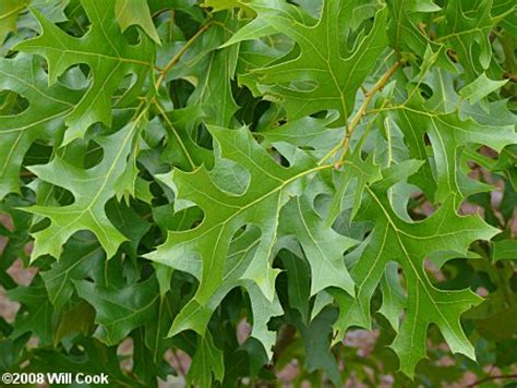 Turkey Oak (Quercus laevis)