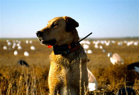 90+ Labrador Dog Duck Retrieving Stock Photos, Pictures & Royalty-Free Images - iStock